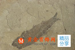 
	大自然“神筆”——魚化石
