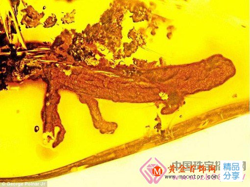
	科學家發現一塊2000萬年前的蠑螈琥珀
