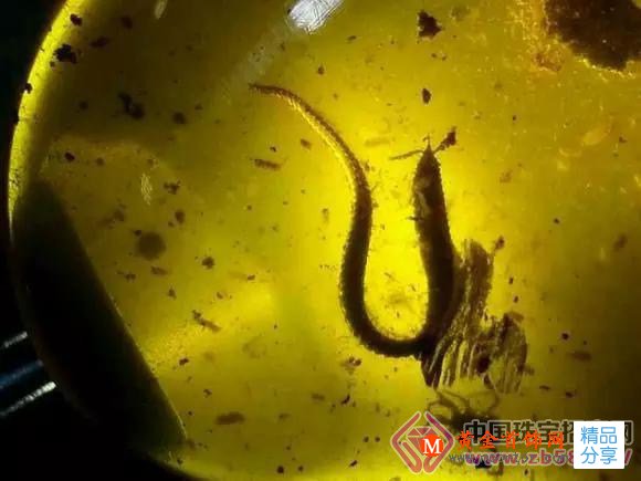 
	細數琥珀中的那些水生物之謎(圖)

