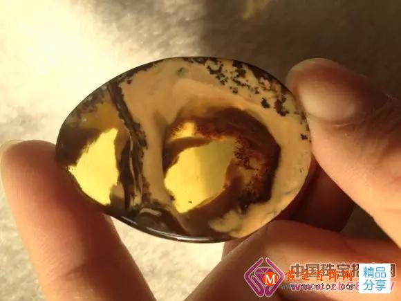 
	細數琥珀中的那些水生物之謎(圖)
