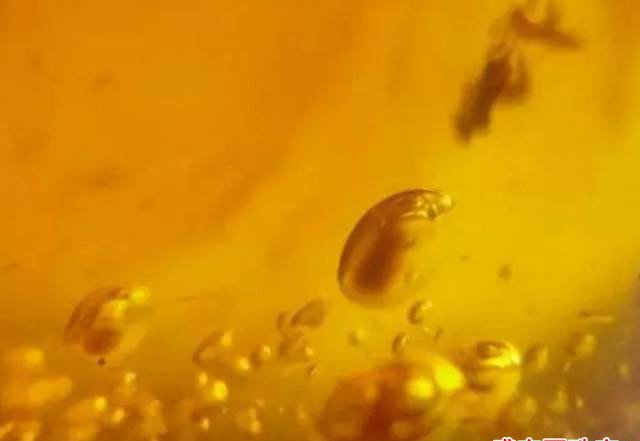 琥珀里面有氣泡正常嗎，你可能還沒見過金沙蜜！
