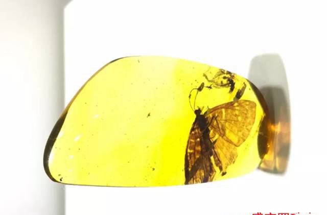 最罕見的蟲珀，論等級你的只能算這個層次！