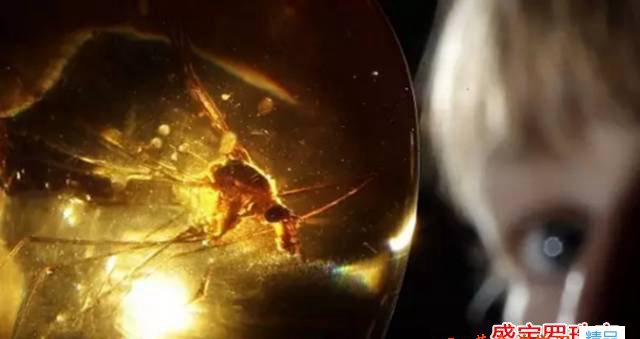 沒想到琥珀的科學研究價值已經發展到了這一步！