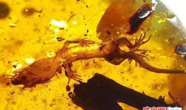 蟲珀圖片，引得收藏者們競相追逐的原因是它！