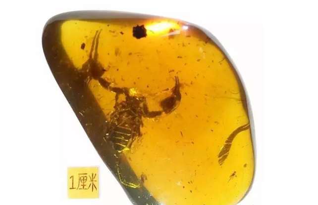 行家教你評判騰沖緬甸蝎子蟲珀的價格，超實用！