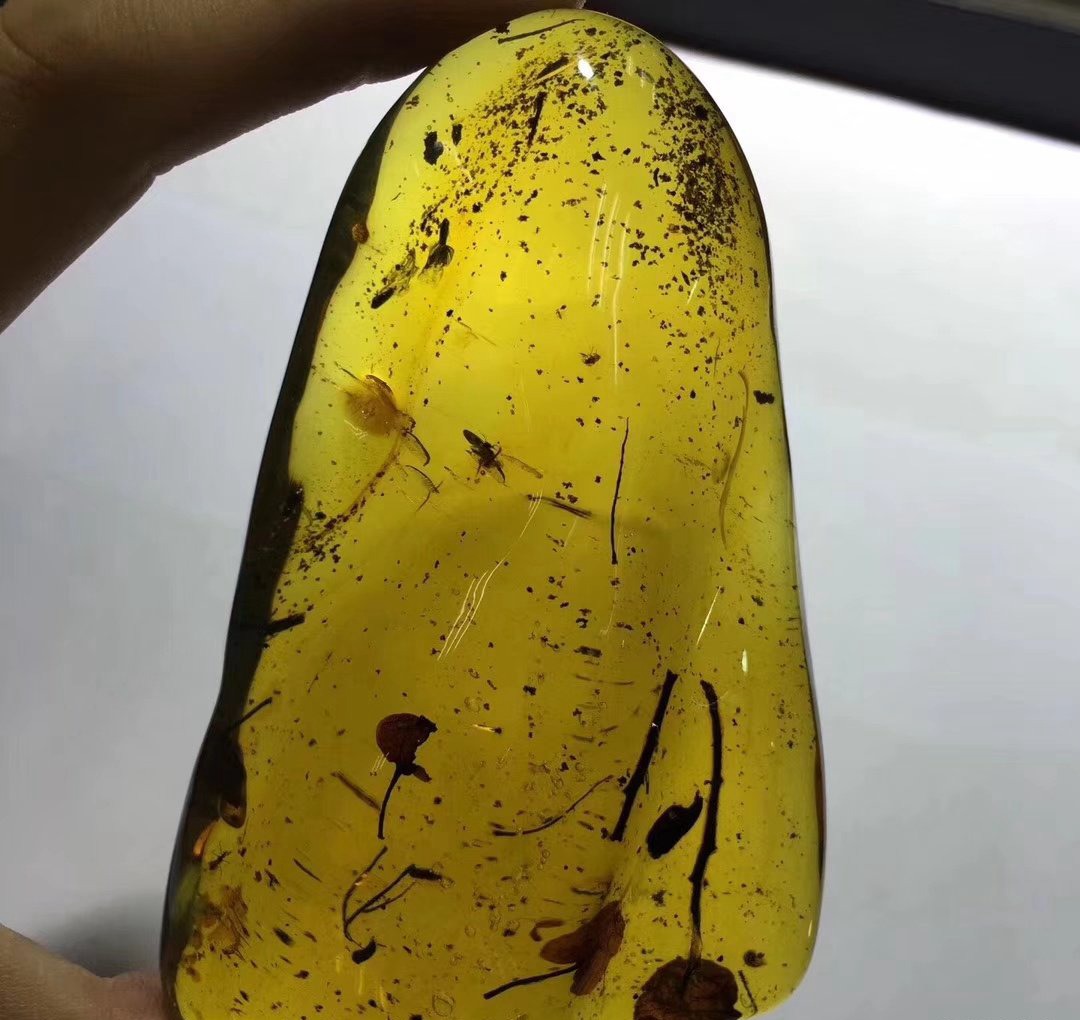 都說緬甸昆蟲琥珀價格最高，這是真的嗎？