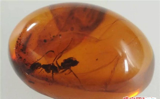 蟲珀的科學研究價值，《侏羅紀公園》早有說明！