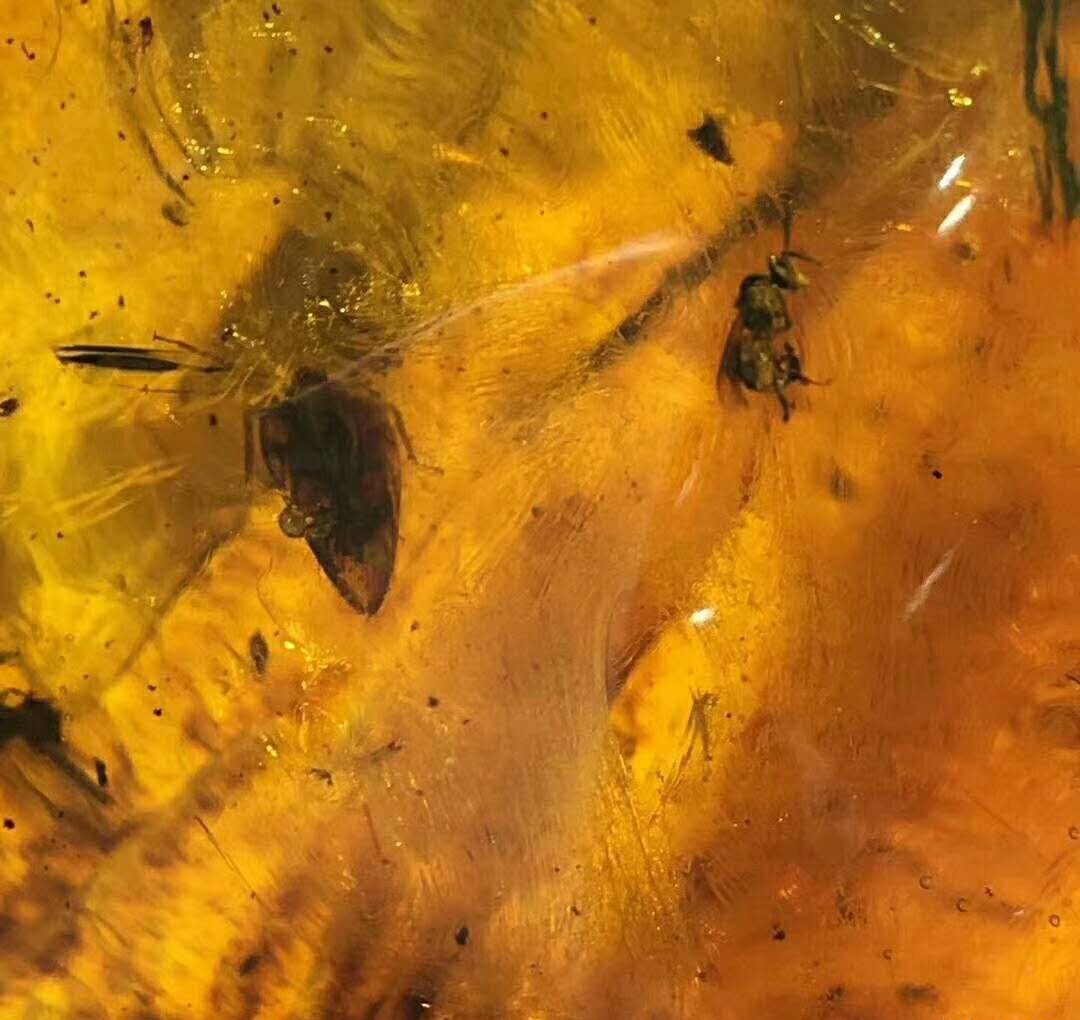 蟲琥珀的研究價值，《侏羅紀公園》早已透漏！