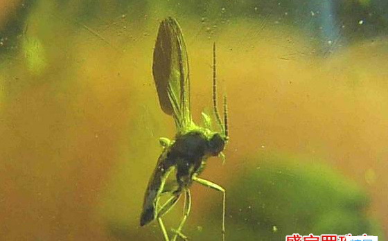 了解天然蟲琥珀價格，這些誤區我們得躲開！