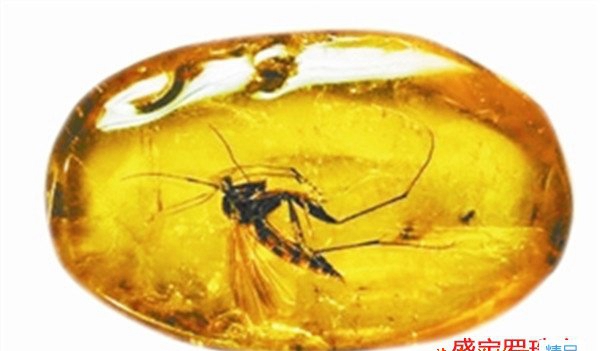 天然蟲珀價格要分三方面來看待，你都知道嗎？