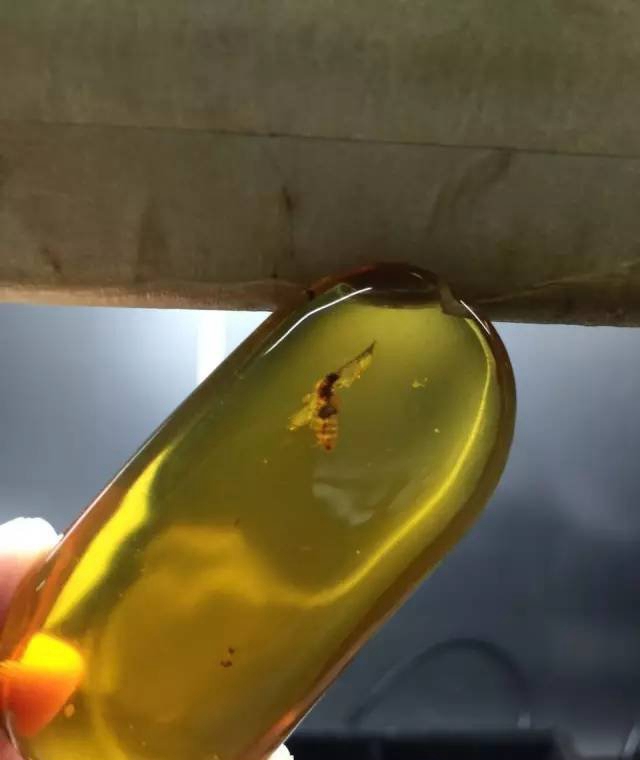 你都不了解蟲珀的價值，又怎么會覺得蟲珀價格高呢？