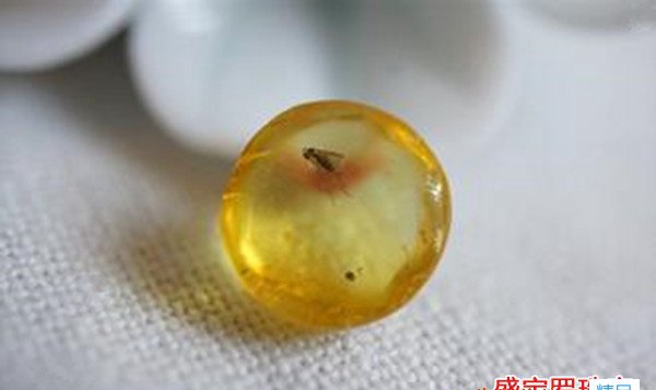 蟲琥珀價格大揭秘！深度好文，請收藏！