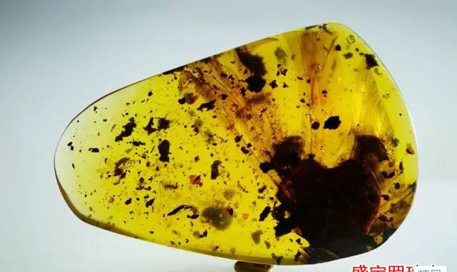 昆蟲琥珀價格，什么樣的蟲珀值得收藏？