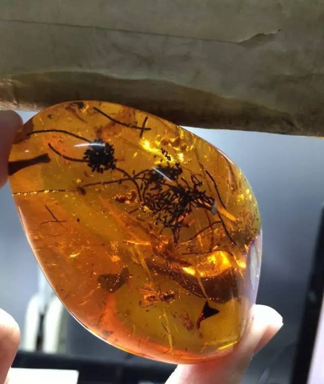 昆蟲琥珀價格，什么樣的蟲珀值得收藏？