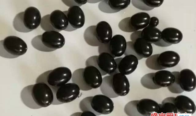 黑蜜蠟圖片，沒想到它竟然是這樣！