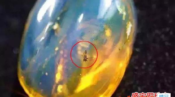 多米尼加蟲珀價格，影響多米蟲珀因素有哪些？