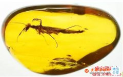 蟲珀圖片，引得收藏者們競相追逐的原因是它！