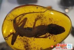 琥珀里面有蟲子最貴多少錢，可能上億也說不定！