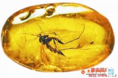 對于有蚊子蟲的老琥珀價格，看完這篇你就明白了！