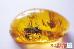 關于蟲珀價值，不能僅僅用價格來衡量！