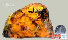 琥珀中發現古雛鳥，一次生物學上的重大發現！