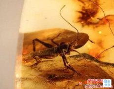 天然蟲珀多少錢一克，說出口就暴露了小白身份！