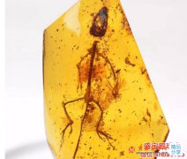 最罕見的蟲珀，論等級你的只能算這個層次！