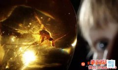 沒想到琥珀的科學研究價值已經發展到了這一步！