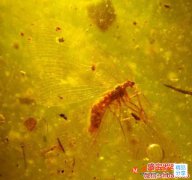 蝎子琥珀多少錢，說出來怕嚇到你！