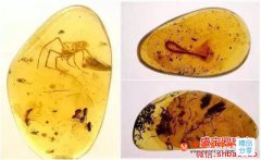 影響撫順蟲珀價格的因素，具體有哪些？