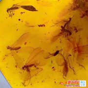 4克蚊子蟲珀的價格要如何判斷？