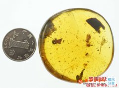 蝎子蟲珀價格?