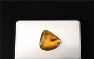 天然蟲琥珀價格多少元