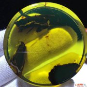 成交價格最貴的蟲珀