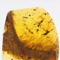 琥珀昆蟲的價格，并非都那么高？