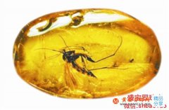 蟲珀的價值究竟有多高？為什么如此受歡迎！