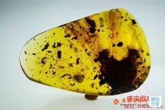 昆蟲琥珀價格，什么樣的蟲珀值得收藏？