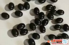 黑蜜蠟圖片,沒想到它竟然是這樣!