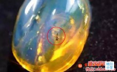 多米尼加蟲珀價格，影響多米蟲珀因素有哪些？