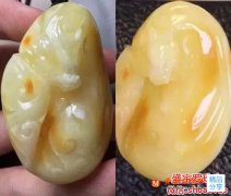 白花蜜蠟多長時間返花，這里有最專業的解釋！
