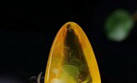 俄料金絞蜜蠟克價多少錢一克，你想知道的都在這！