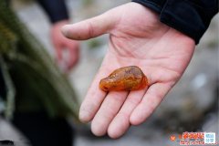 解讀俄羅斯琥珀原石價格背后隱藏的真相!