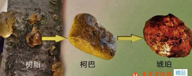 琥珀的形成過程竟是如此的妙不可言！
