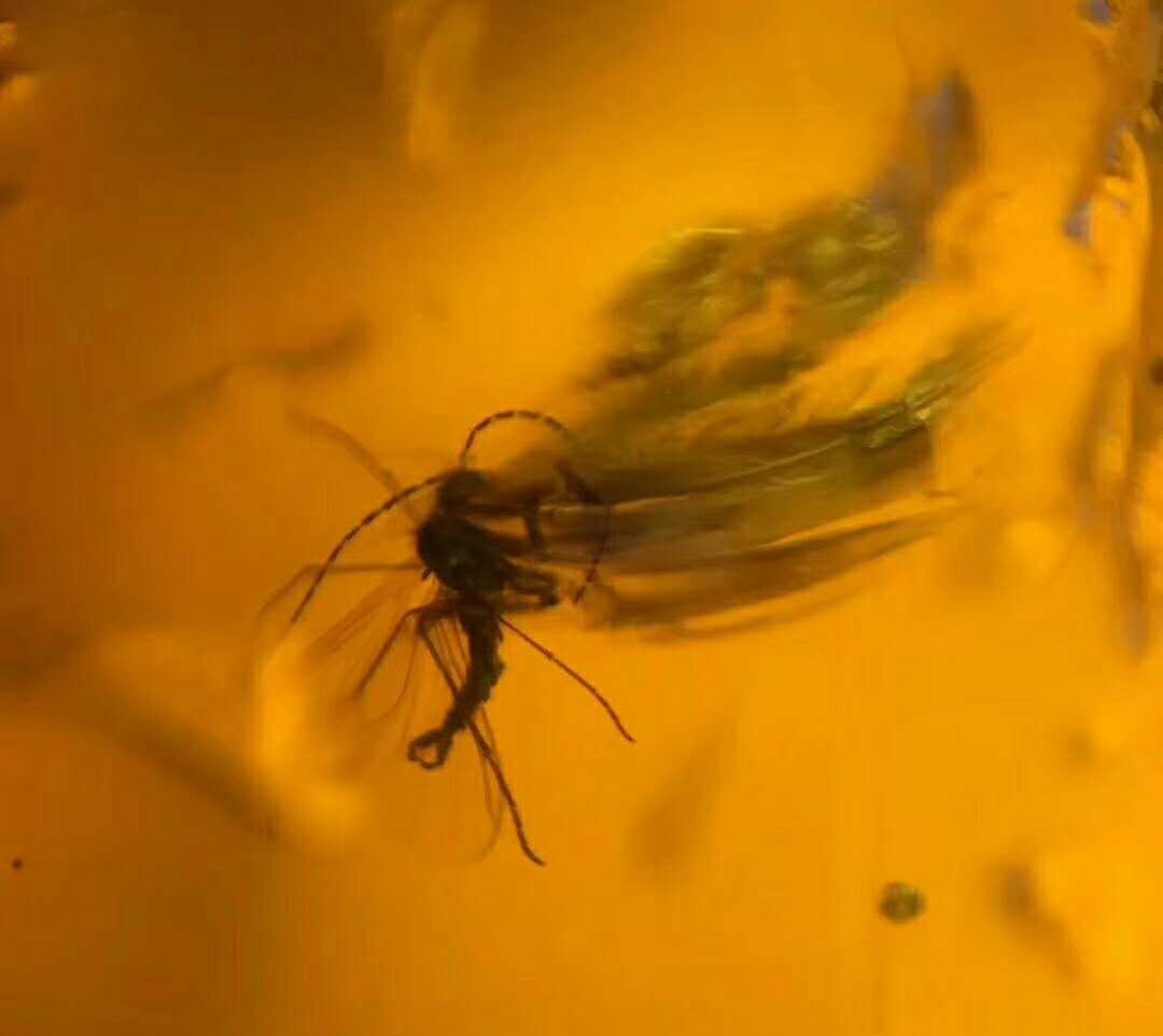 撫順琥珀原石多少錢一克