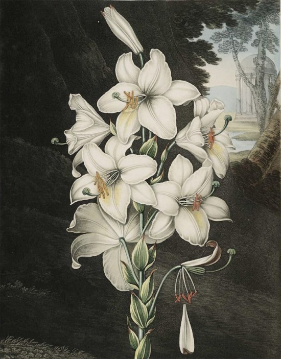 江詩丹頓Métiers d’Art藝術大師“花之神殿”系列腕表-珠寶首飾展示圖【行業經典】