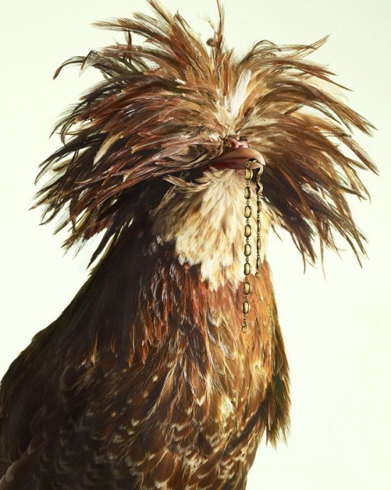 Peter Lippmann：羽毛上的奢華-珠寶首飾展示圖【行業經典】