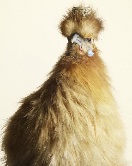 Peter Lippmann：羽毛上的奢華-珠寶首飾展示圖【行業經典】