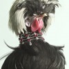Peter Lippmann:羽毛上的奢華-珠寶首飾展示圖【行業經典】