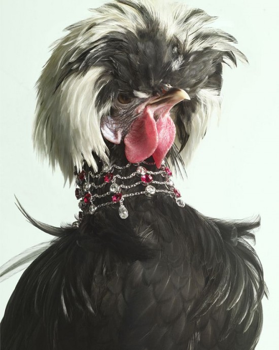 Peter Lippmann：羽毛上的奢華-珠寶首飾展示圖【行業經典】