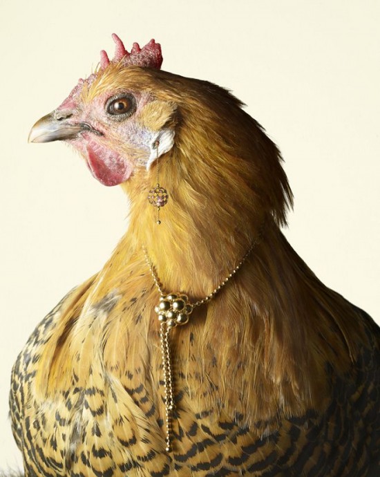 Peter Lippmann：羽毛上的奢華-珠寶首飾展示圖【行業經典】